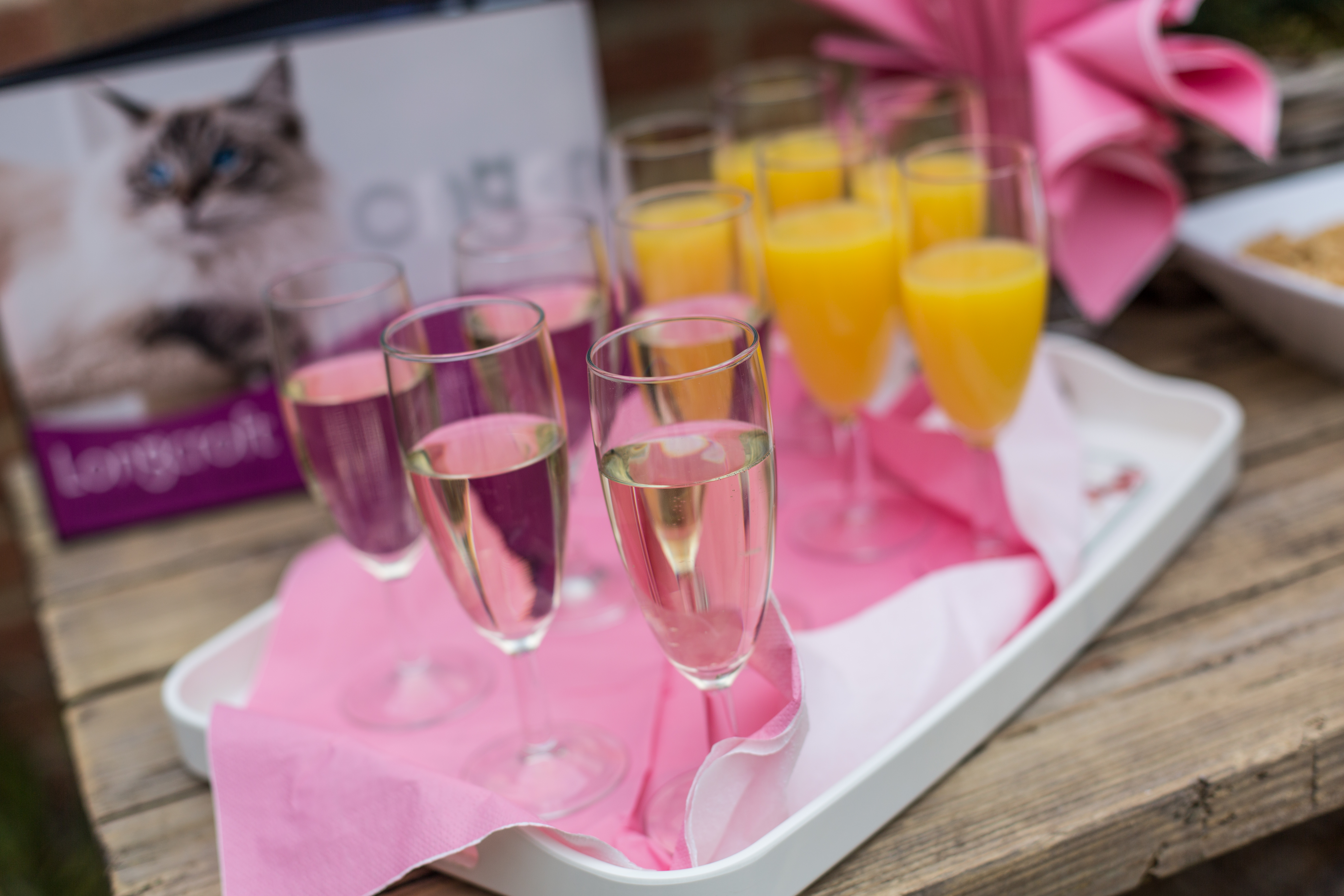 Longcroft Champagne and Orange Juice Longcroft Luxury Cat Hotel