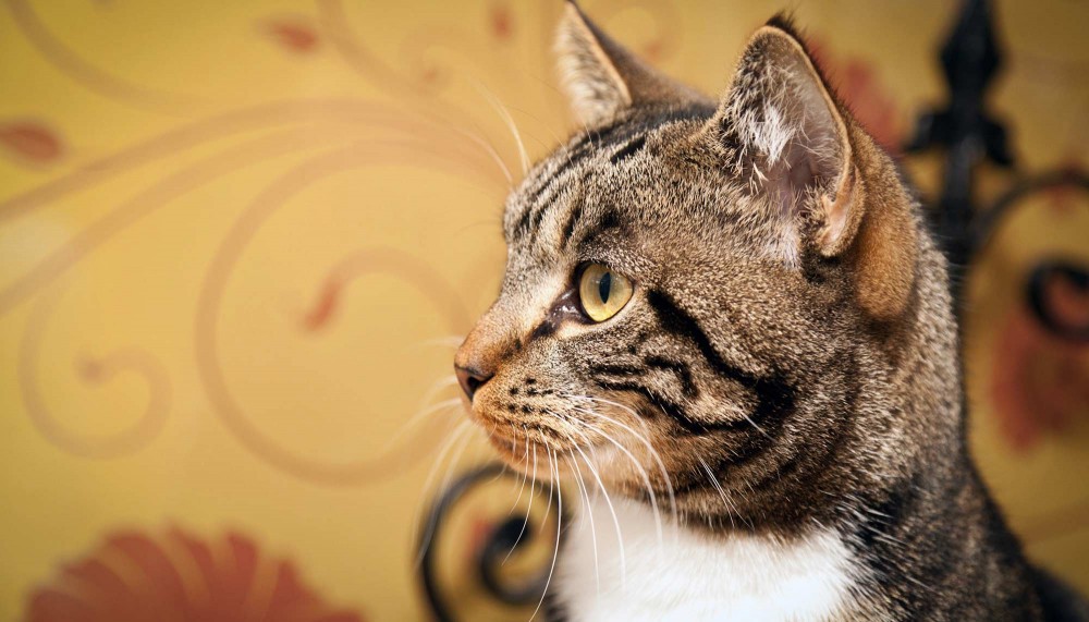 Cat Caf s Everywhere Longcroft Luxury Cat Hotel Cat Caf s Everywhere Longcroft Luxury Cat Hotel