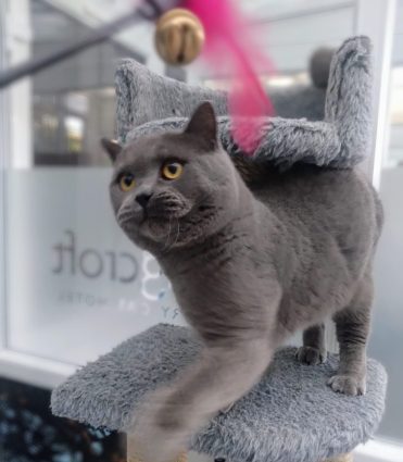 Longcroft Welwyn Hertfordshire