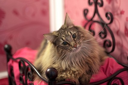 luxurious bed cat treat