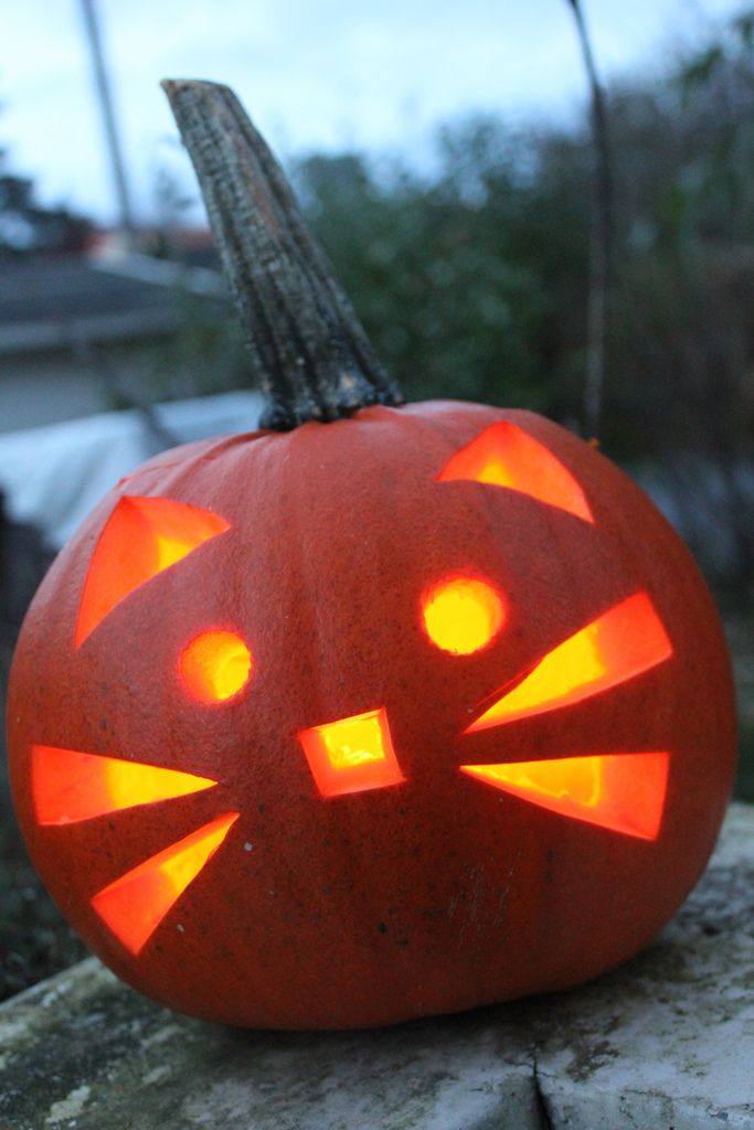 Pumpkin Carving Competition - Longcroft Luxury Cat Hotel