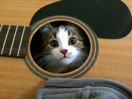 cat in unusual places - guitar
