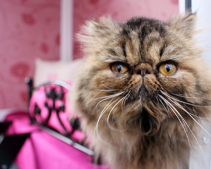 Longcroft Braintree cat hotel