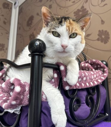 Longcroft Luxury Cat Hotel Southport