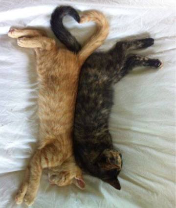 Heart tails