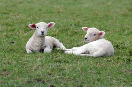 Lambs at Longcroft Royston cattery Cambridge Hertfordshire