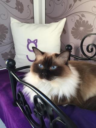 travelling with cats no problem at Longcroft cat hotel