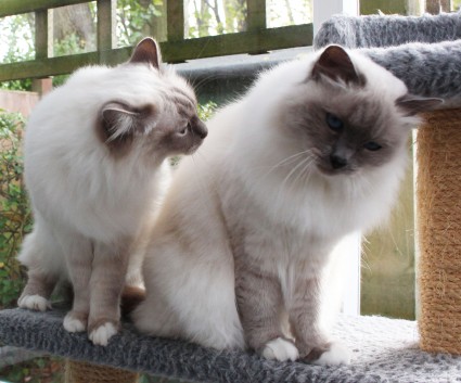 Longcroft grooming