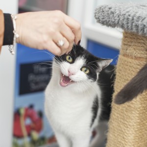 Cat Culture - Longcroft Luxury Cat Hotel