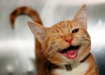 Blog 4 - Happy Cat Longcroft Cat Hotel Winchmore Hill