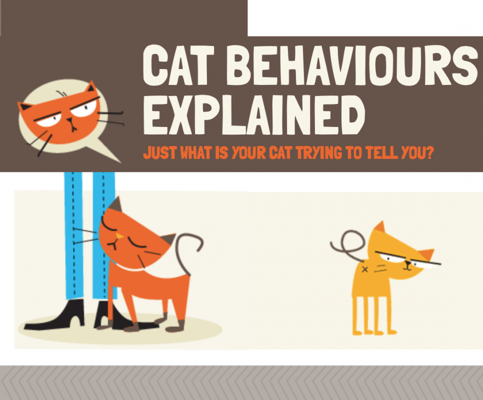 Cat Behaviours Explained