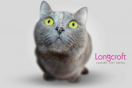 Cat Dad Longcroft Luxury Cat Hotel Competition