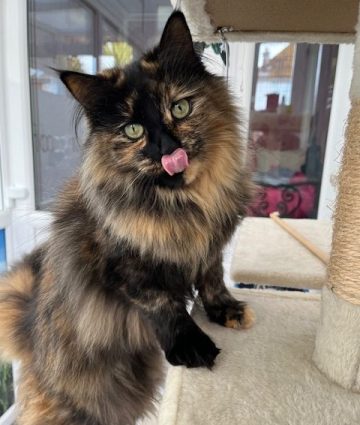 Longcroft Margate Kent