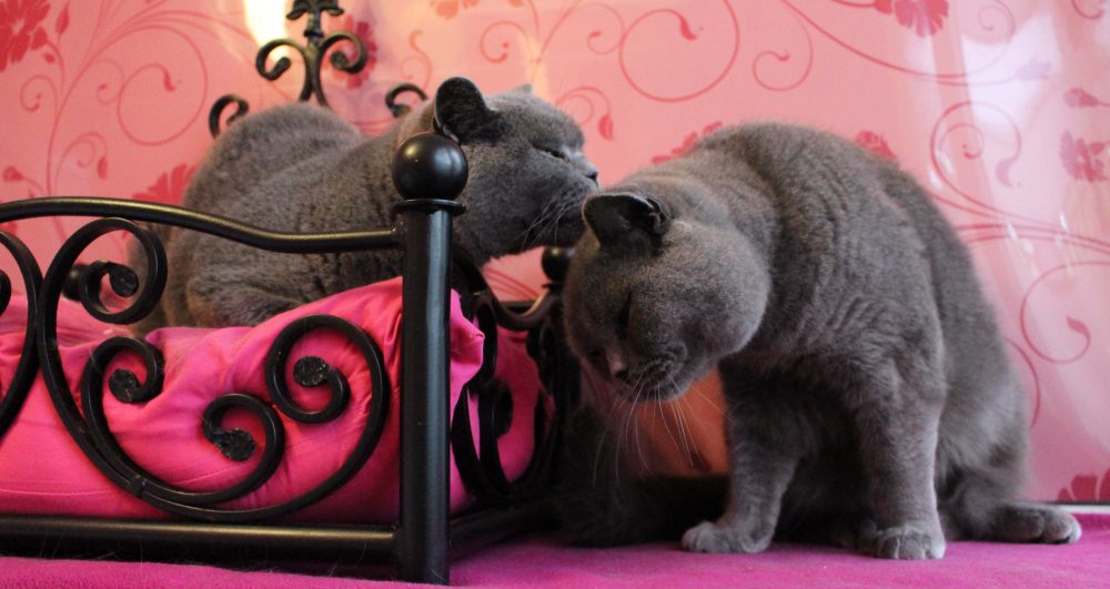 Win Valentines Competition Cat Hotel