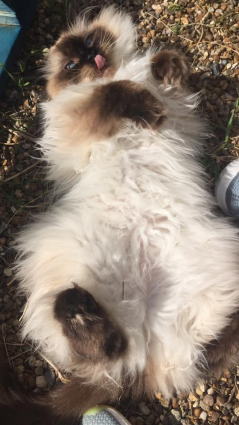 Longcroft Luxury Cat Hotel Competition Winner