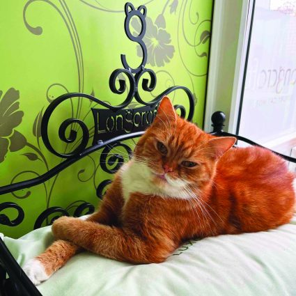 Longcroft East Barnet London