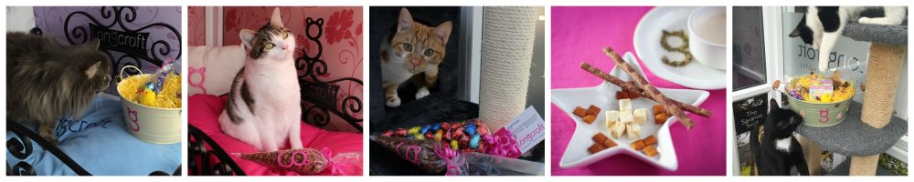 Easter Competition Longcroft Luxury Cat Hotel
