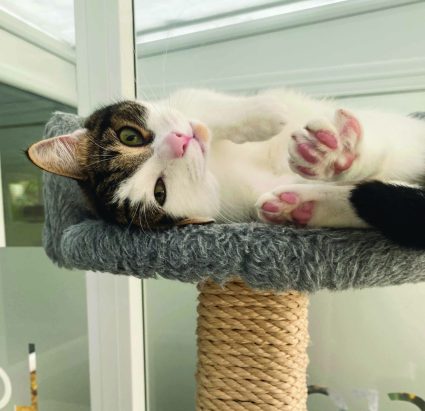 Longcroft Norbury Greater London