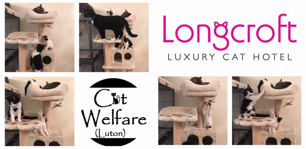 Cat Welfare Luton | Longcroft Luxury Cat Hotel Luton