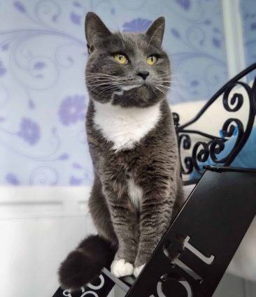 Longcroft Luxury Cat Hotel Liphook, Hampshire