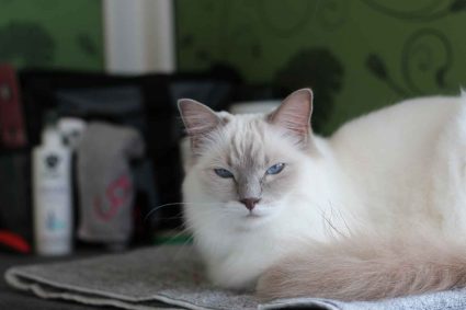 Longcroft Luxury Cat Hotel Barry Island Cardiff