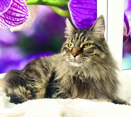 Longcroft Kenley Hertfordshire