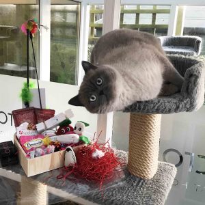 Christmas - Longcroft Luxury Cat Hotel