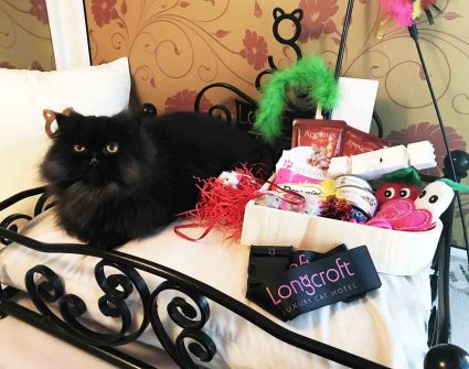 Christmas - Longcroft Luxury Cat Hotel