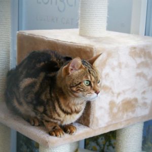 Longcroft Luxury Cat Hotel Flitwick Bedfordshire
