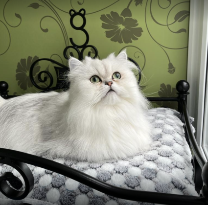 Longcroft Luxury Cat Hotel Tring