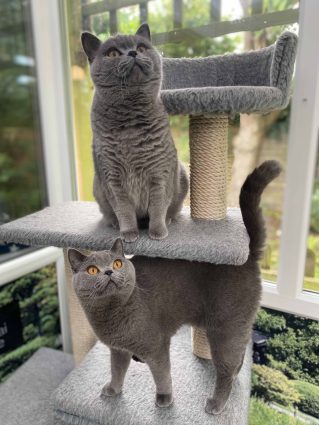 Longcroft Luxury Cat Hotel Romsey, Hampshire