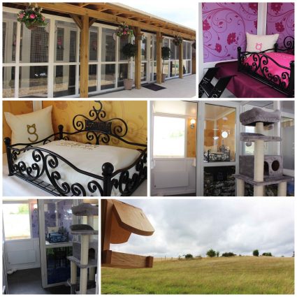 Grand opening Longcroft Luxury Cat Hotel Romsey 
