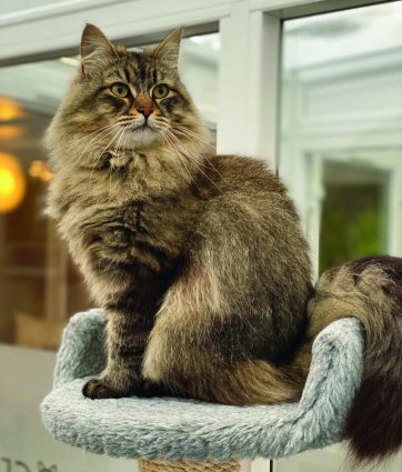 Longcroft Bury St Edmunds Suffolk