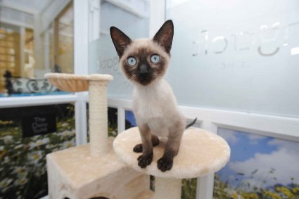 Longcroft Luxury Cat Hotel Bury St Edmunds Suffolk