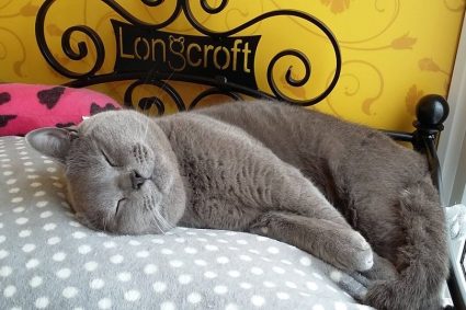 Longcroft Luxury Cat Hotel