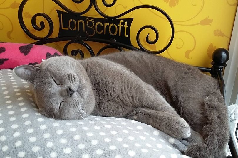 Longcroft Luxury Cat Hotel