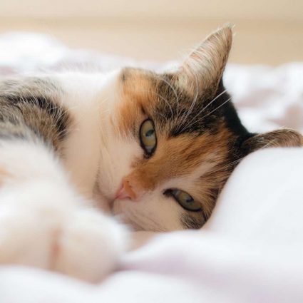 Feline the love