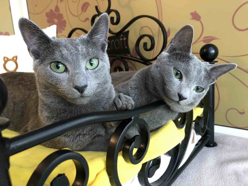 Quarantine Flexible Feline Care