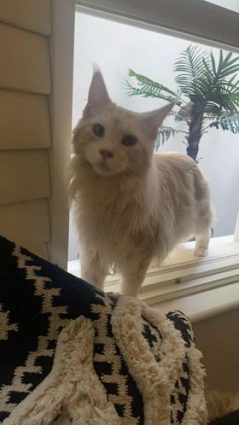 Longcroft Luxury cat Hotel Winner 