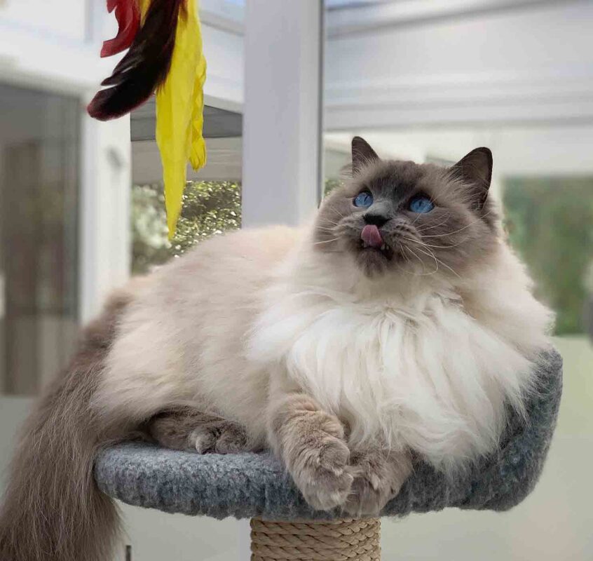 Longcroft Luxury Cat Hotel Four Marks East Hampshire opening