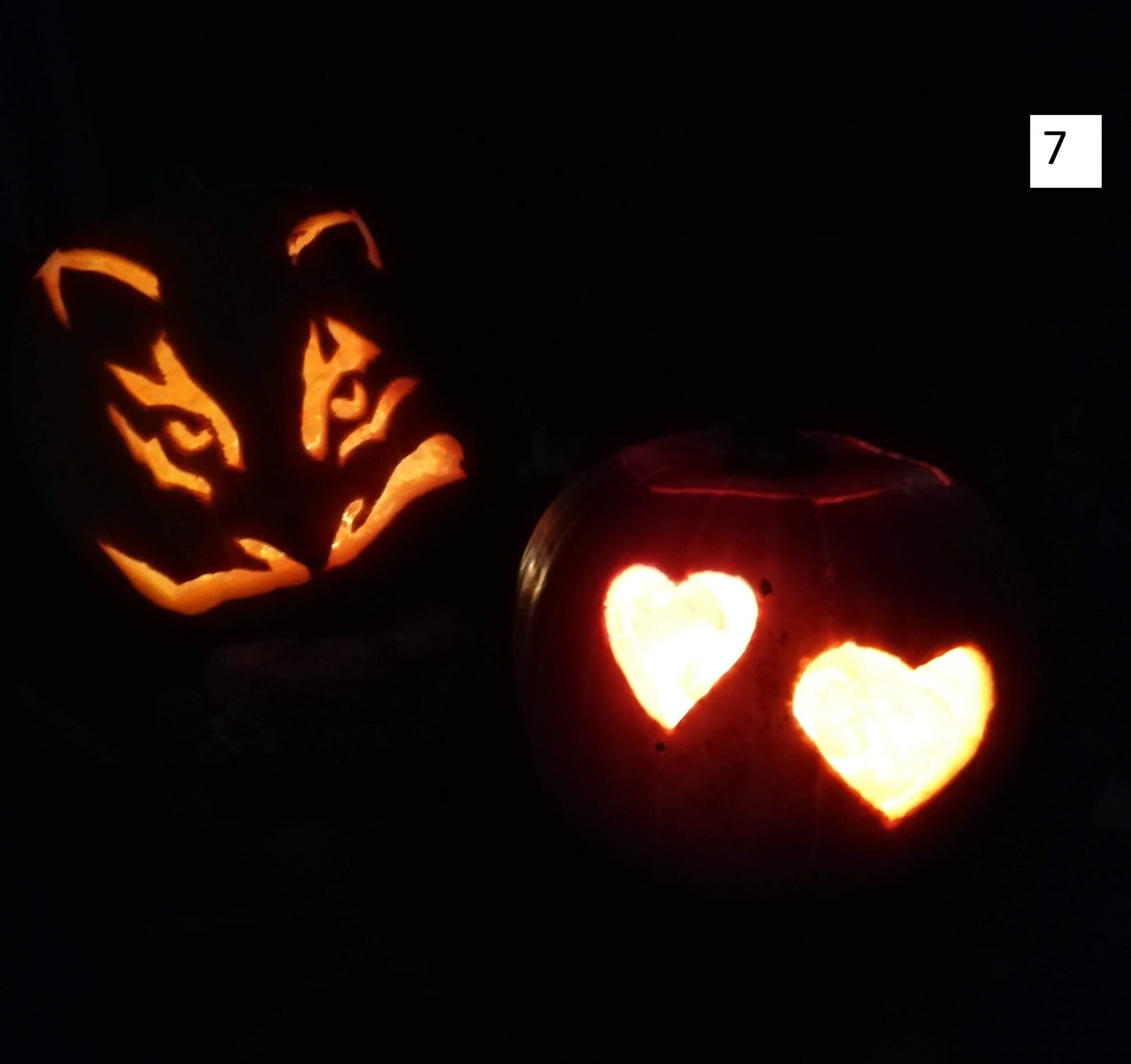 mde Longcroft Luxury Cat Hotel