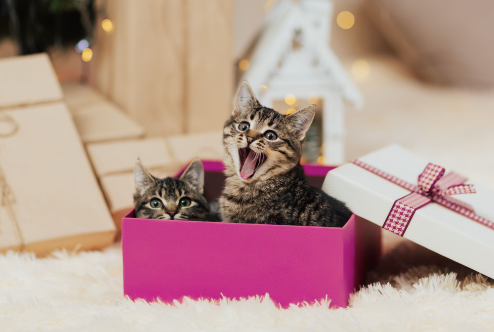 Longcroft Kittens at Christmas Cats