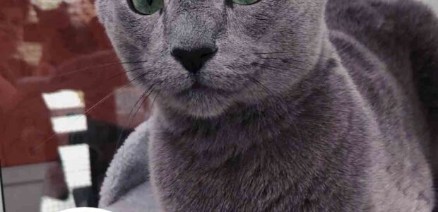 Longcroft Luxury Cat Hotel’s guide to feline vaccinations, worming and flea treatments