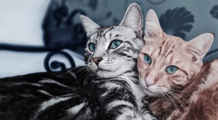 Longcroft Luxury Cat Hotel