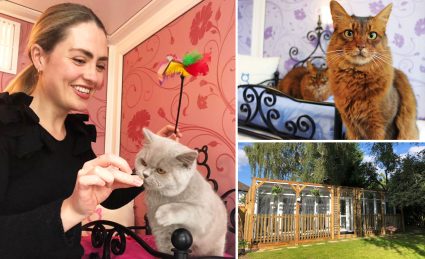 Daisy Longcroft Luxury Cat Hotel Orpington
