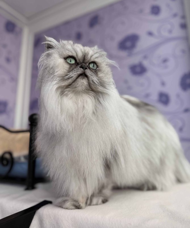 Beautiful Persian Cat