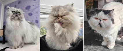 Three of Longcroft Luxury Cat Hotel's beautiful Persian guests