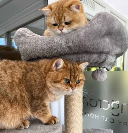 Longcroft Luxury Cat Hotel Brooklands, Surrey