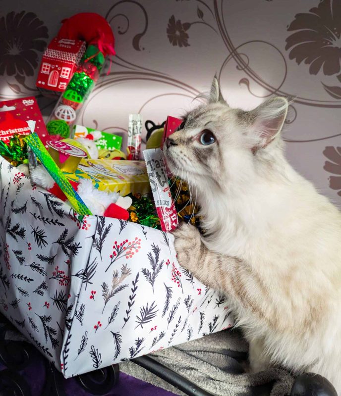 Presents for Paws