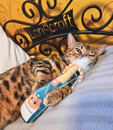 Happy New Year from Longcroft Luxury Cat Hotels